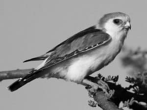 Pygmy Falcon Paradigm - Exploring Tanzania's Petite Predators