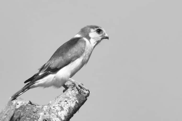 Pygmy Falcon in Tanzania - Small Marvels in Tanzanian Open Skies