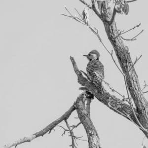 Reichenow's Woodpecker - Tanzanian Treasures Among the Trees