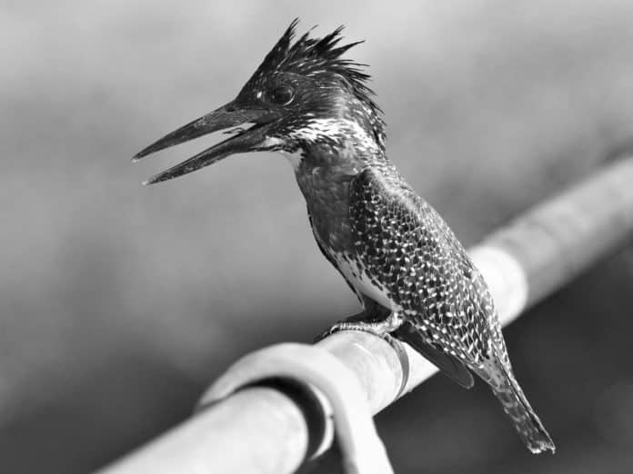 Roaming the Wilds - Tracking Tanzania’s Giant Kingfisher Through Untamed Landscapes