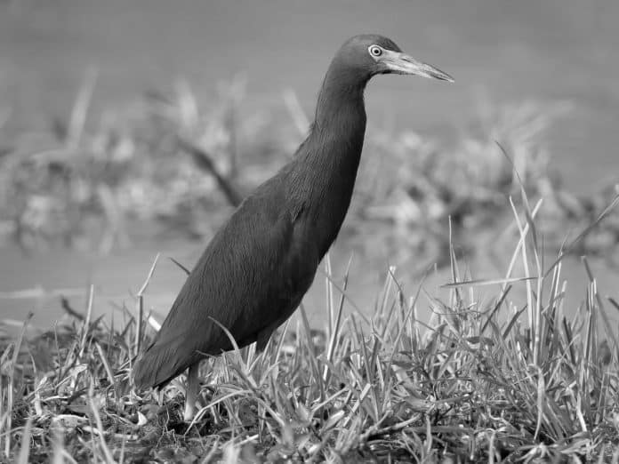 Rufous-Bellied Heron in Tanzania - Ecological Significance and Behavior