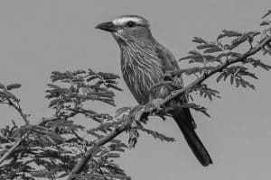 Rufous-Crowned Rollers play a pivotal role in Tanzania's delicate ecosystems!