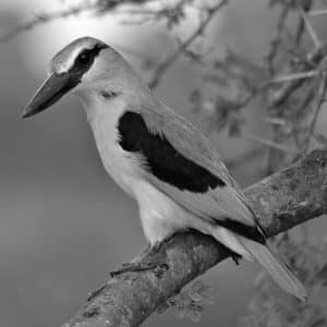 Safari Expeditions with Tanzania's Woodland Kingfisher