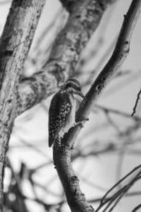 Safeguarding Tanzania's Brown-Backed Woodpecker for Generations to Come!