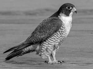 Safeguarding Tanzania's Falcon Royalty