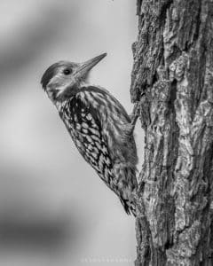 Safeguarding Tanzania's Golden-Crowned Woodpecker Amidst Challenges!