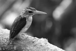 Safeguarding Tanzania's - Jewel Efforts to Protect the African Pygmy Kingfisher