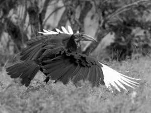 Savannah Giants - Introducing Tanzania's Majestic Ground-Hornbills!