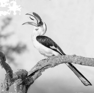 Seekers of the Canopy - Tracking Tanzania's Von der Decken's Hornbill in the Wild!