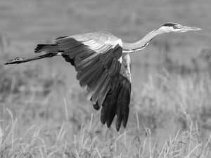Shades of Gray - Tanzania's Tireless Endeavor to Safeguard the Serene Majesty of Gray Herons!