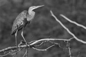 Shades of Survival Tanzania's Efforts to Safeguard the Enigmatic Purple Herons Amidst Wetland Challenges!