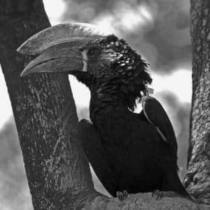 Silver Spectacle - Unraveling the Beauty of Tanzania's Silvery-Cheeked Hornbill!