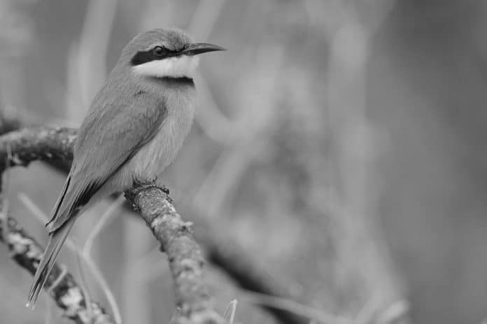 Small Size, Big Presence - Little Bee-Eater’s Charms in Tanzanian Grasslands