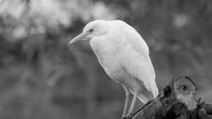 Snap & Soar - The Art of Capturing Tanzania's Graceful Cattle Egrets Through the Lens!