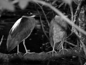 Spots for Witnessing Tanzania's White-Backed Night-Herons Roost Amidst Moonlit Marshes!