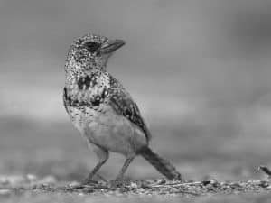 Standing tall for the conservation legacy of D'Arnaud's Barbet in Tanzania!