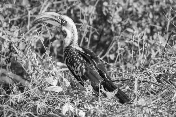 Sunlit Sojourns - Eastern Yellow-Billed Hornbill’s Radiance in Tanzanian Woodlands