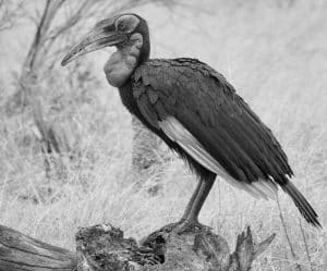 Supporting Tanzania's Ground-Hornbill Conservation Cause!