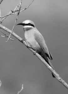 Tales of Tanzania's White-Fronted Bee-Eater Ecological Importance