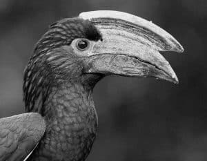 Tales of the Trumpet - The Tanzania's Trumpeter Hornbill in Myth and Legend!