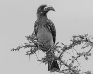 Tanzania's African Gray Hornbill, Master of its Natural Domain!