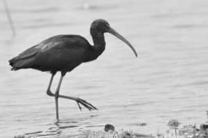 Tanzania's Battle to Safeguard the Lustrous Beauty of Glossy Ibises Amidst Wetland Challenges!