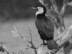 Tanzania's Battle to Safeguard the Precious Populations of Great Cormorants!
