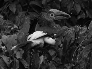 Tanzania's Black-and-White-Casqued Hornbill and Eco-Tourism Initiatives!