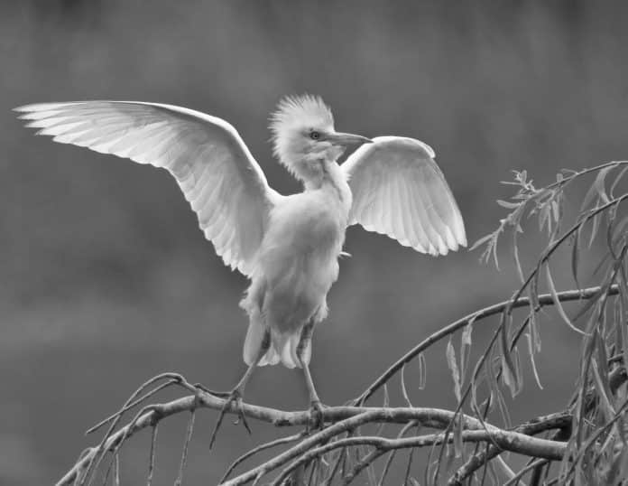Tanzania’s Cattle Egret - Habitat, Behavior, and Spectacular Sightings