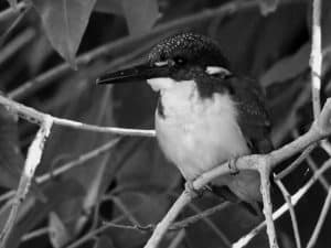 Tanzania's Collective Efforts to Safeguard the Half-Collared Kingfisher!
