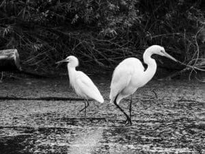 Tanzania's Commitment to Safeguarding the Majestic Great Egrets!
