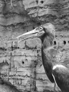 Tanzania's Critical Role in Safeguarding the Habitat of Abdim's Storks!