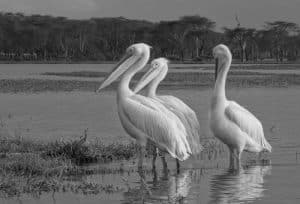 Tanzania's Endeavor to Shield the Majestic Great White Pelicans Amidst Coastal Challenges!