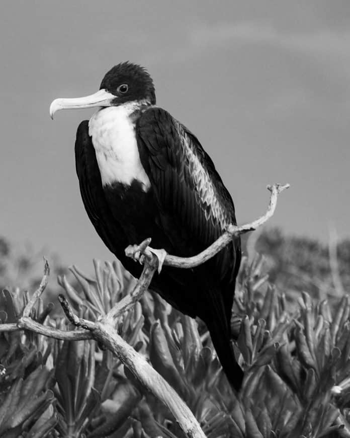 Tanzania’s Great Frigatebird - Exploring the Grace and Grandeur of this Magnificent Species
