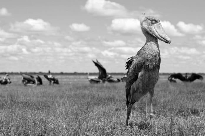 Tanzania’s Magnificent Shoebill - Discovering the Enchanting Bird of the Wetlands