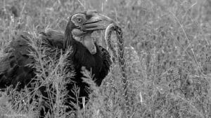 Tanzania's Mission to Save Ground-Hornbills!