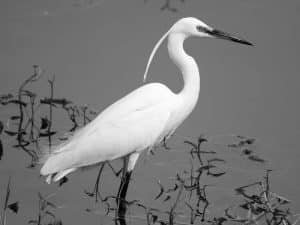 Tanzania's Ongoing Quest to Protect the Enchanting Little Egrets!