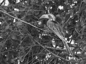 Tanzania's Pale-Billed Hornbill, a Winged Wonder of the Forests!