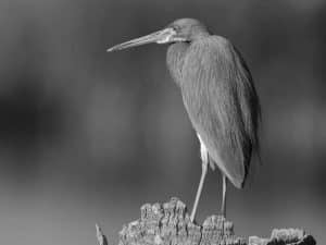 Tanzania's Premier Hotspots for Heron Enthusiasts to Flock!