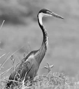 Tanzania's Quest to Shield the Majestic Black-Headed Herons from Looming Threats!
