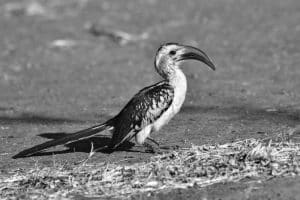 Tanzania's Red-Billed Hornbill Conservation Endeavors!