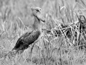 Tanzania's Shoebills and Their Revered Status in Cultural Lore and Wetland Ecology!