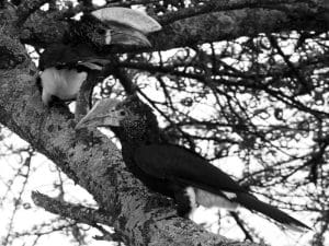 Tanzania's Silvery-Cheeked Hornbill and Its Sacred Role in the Canopy!