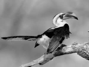 Tanzania's Von der Decken's Hornbill and its Crucial Ecosystem Role!