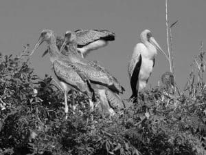 Tanzania's Yellow-Billed Storks, the Unsung Heroes of Coastal Harmony!