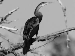 The Graceful Traits of Tanzania's African Darters!