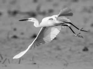 Through the Lens - Capturing the Graceful Splendor of Tanzania's Little Egrets in Flight!