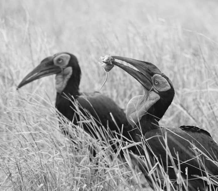 Thunderous Footsteps - Presence of Southern Ground-Hornbills in Tanzanian Savannahs