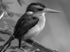 Tips for Capturing the Majestic Pygmy Kingfisher