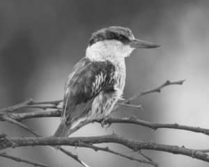 Top Hideouts for Striped Kingfisher Watching in Tanzania